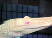 Title: Albino Alligator