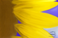 Title: Sunflower