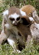 Title: Baby Lemur