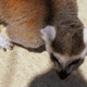 Title: Lemur in the Shadow