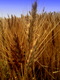 Title: Wheat 2