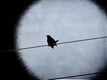 Title: Bird on a Wire