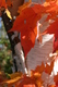Title: Autumn Leaves & Birch