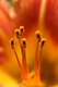 Title: Macro Tiger Lily