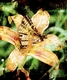 Title: Butterfly and Daylily