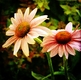 Title: Coneflowers