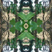 Kaleidoscope Tree