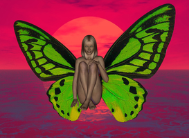  Sunset Butterfly