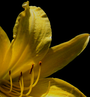 Yellow Day Lily