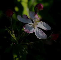 Apple Blossom