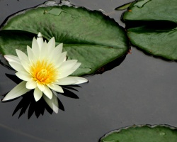 Water Lily