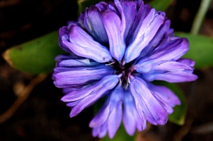 Purple Flower