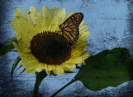 Butterfly and Sunflower