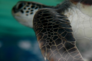 Sea Turtle
