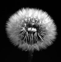 DandelionSeedHead