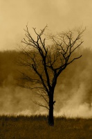 Tree and Smoke