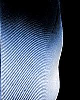 Feather Detail Abstract