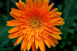 Orange Flower