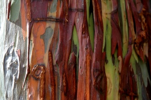 Rainbow Eucalyptis