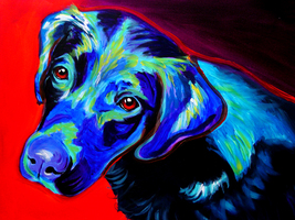 Labrador Retriever - Canyon