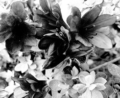 charcoal azalea