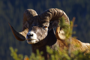 Rocky Mountain Sheep