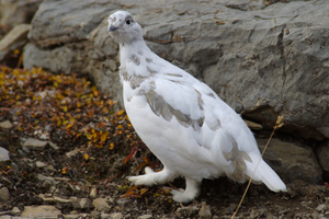 Ptarmigan