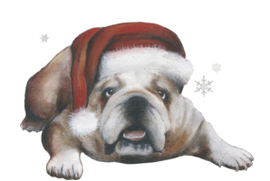 English bulldog at Christmas