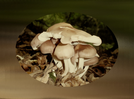 Mushrooms