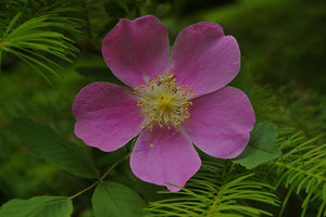 Wild Rose