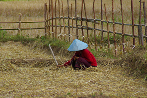 Asian Farmer