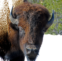 Buffalo