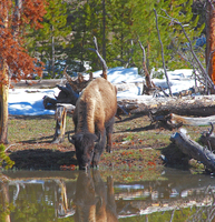 Buffalo