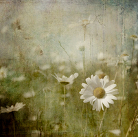 The days that sing ...