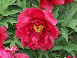 Peony Heart