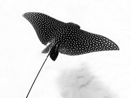 Eagle Ray 1