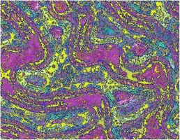 Single attribute culture