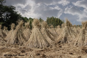 Harvested Rice Fields
