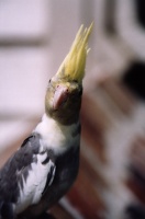 Cockatiel