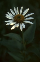 Daisy