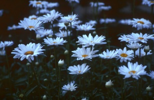 Field of Daisies