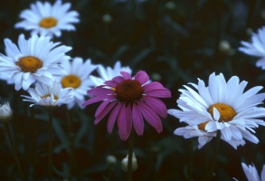 Coneflower and friends