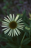 Wilting Daisy