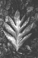 Leaf