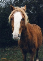 Island Pony