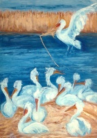 Mother Pelican