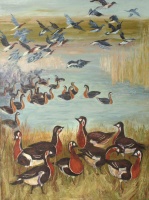 Red-breasted geese