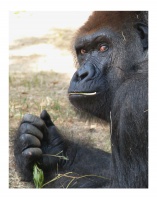 Gorilla Portrait