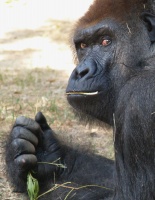 Gorilla