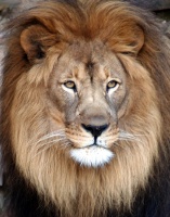 Male Lion